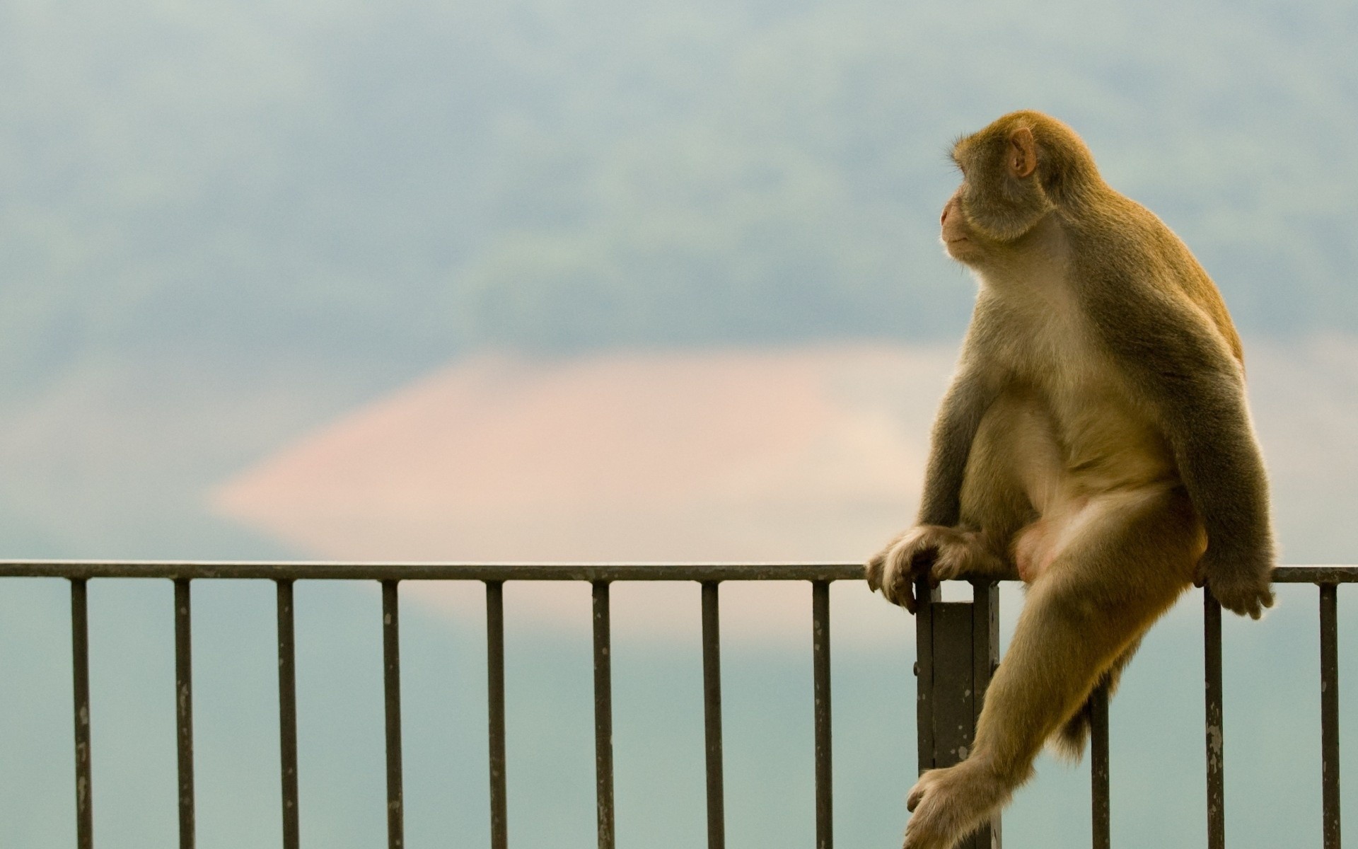 Animals___Monkeys____Monkey_sitting_on_a